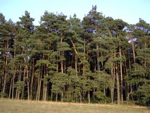53d221cf40c81555798416d8_krono%20sustain%20small%20image.jpg